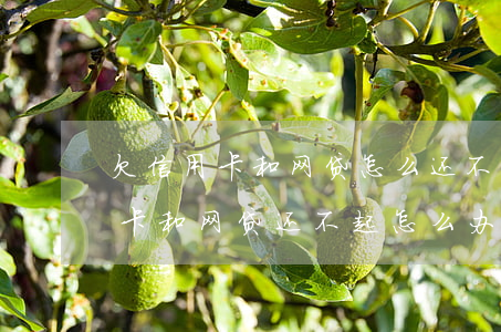 欠信用卡和网贷怎么还不上怎么办-欠信用卡和网贷还不起怎么办