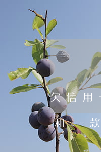 欠信用卡和貸款錢還不上怎么辦-欠信用卡和貸款錢還不上怎么辦呢