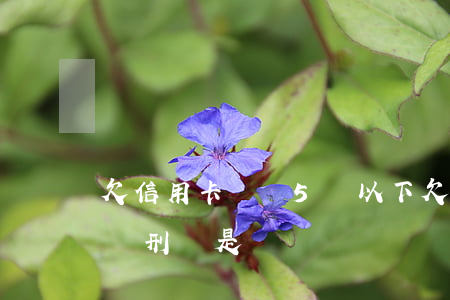 欠信用卡單張5萬以下(欠信用卡五萬以下不負刑責是嗎)