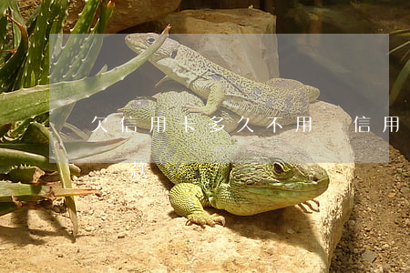 欠信用卡多久不用還（信用卡欠多久取消最低還款）