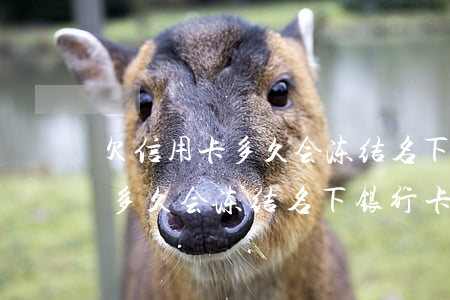欠信用卡多久会冻结名下银行卡-欠信用卡多久会冻结名下银行卡呢