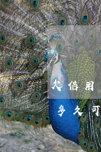 欠信用卡多久可以消除不良記錄-欠信用卡多久可以消除不良記錄呢