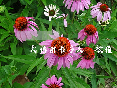 欠信用卡多久會被催賬(欠信用卡多久會被催賬)