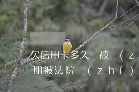 欠信用卡多久會被執(zhí)行（信用卡逾期被法院執(zhí)行了會坐牢嘛）