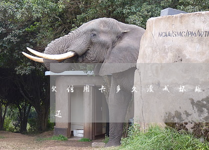 欠信用卡多久没成坏账-欠信用卡多久不用还