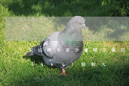 欠信用卡多少會被立案(欠信用卡多少錢算數(shù)額較大)