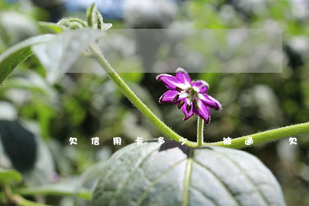 欠信用卡多少會被通緝(欠信用卡多少會拘留)