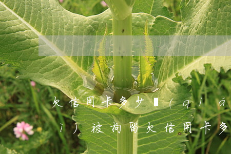 欠信用卡多少錢(qián)不還會(huì)被拘留 欠信用卡多少錢(qián)可以立案拘留