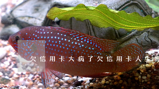 欠信用卡大病了(欠信用卡人生病怎么办)