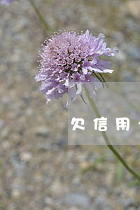 欠信用卡太多錢怎么還(欠信用卡越來越多怎樣還)