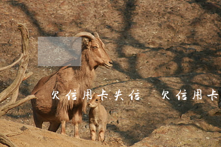欠信用卡失信嗎(欠信用卡會不會被起訴)