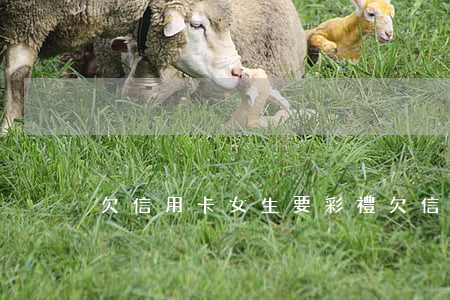 欠信用卡女生要彩禮 欠信用卡女生要彩禮