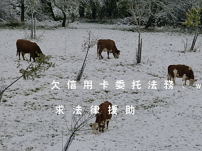 欠信用卡委托法務(wù)流程(欠信用卡尋求法律援助)