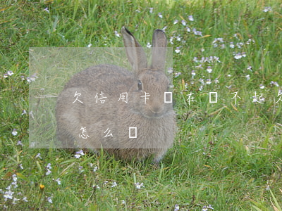 欠信用卡實在還不起(欠信用卡實在還不起了怎么辦)