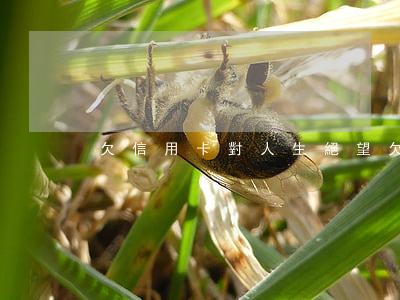 欠信用卡對人生絕望(欠信用卡有什么影響)