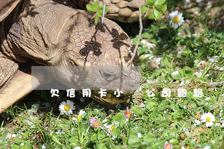 欠信用卡小貸公司跑路