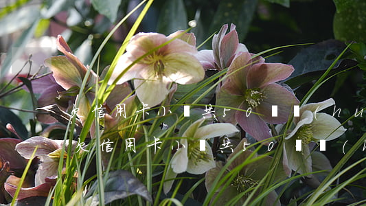 欠信用卡小貸共50萬會(huì)坐牢嗎(欠信用卡小貸共50萬會(huì)坐牢嗎)