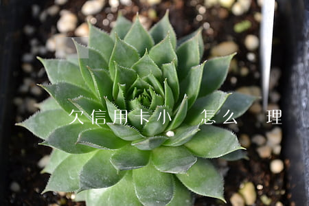 欠信用卡小貸怎么處理