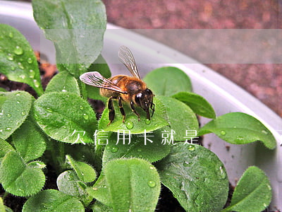 欠信用卡就是沒錢還了嗎（欠信用卡就是沒錢還）