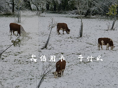 欠信用卡屬于什么糾紛(欠信用卡屬于民事糾紛嗎)