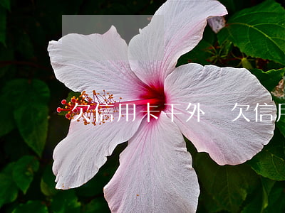 欠信用卡干外賣(欠信用卡還能正常工作嗎)