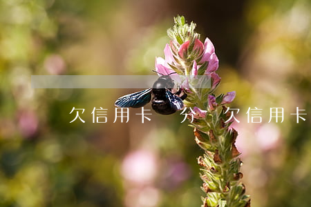 欠信用卡幾分錢(欠信用卡多少金額會坐牢)