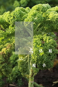 欠信用卡幾十萬全部逾期還不了怎么辦（欠信用卡幾萬塊逾期）