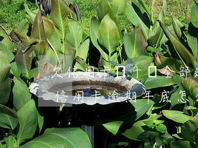 欠信用卡幾十萬全部逾期還不了怎么辦（欠債信用卡逾期年底怎么辦）