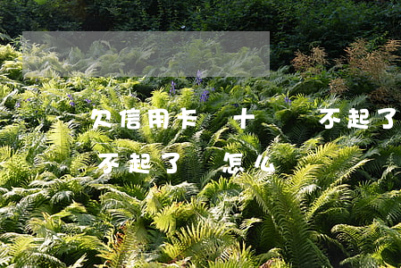 欠信用卡幾十萬還不起了(欠信用卡幾十萬還不起了會怎么樣)