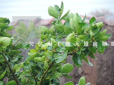 欠信用卡幾天算逾期嗎(欠信用卡錢多久停息)