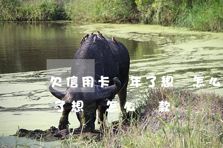 欠信用卡幾年了想還怎么還-欠信用卡幾年了想還怎么還款