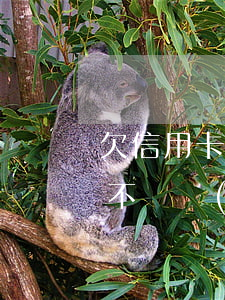欠信用卡很久了(欠信用卡長時(shí)間不還會(huì)怎么樣)