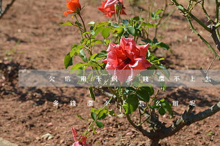 欠信用卡很多錢還不上怎么辦-欠信用卡很多錢還不上怎么辦呢
