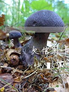 欠信用卡快兩年了,想還給信用卡-欠信用卡快兩年了,想還給信用卡可以嗎