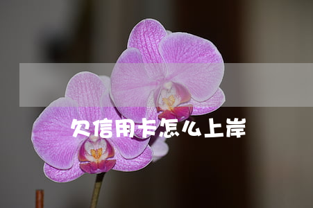 欠信用卡怎么上岸還債
