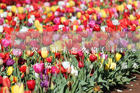欠信用卡怎么協(xié)商只還本金(信用卡協(xié)商還本金怎么處理)