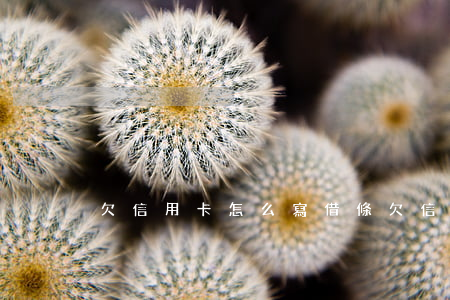 欠信用卡怎么寫借條(欠信用卡怎么處理)