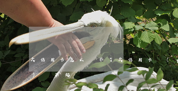 欠信用卡怎么還不了 欠信用卡錢(qián)還不起