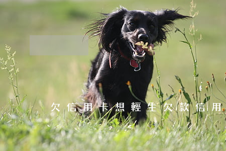 欠信用卡想輕生 欠款信用卡