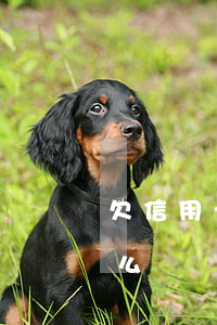 欠信用卡成呆賬了怎么辦（欠信用卡呆賬了怎么辦）