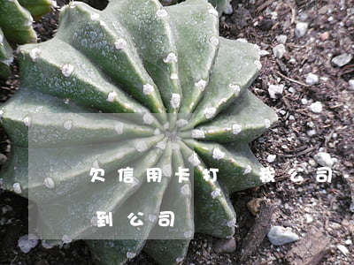 欠信用卡打給我公司-欠信用卡的錢打電話到公司