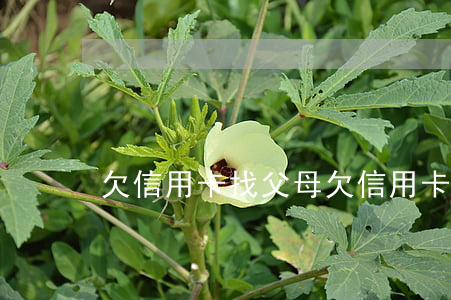 欠信用卡找父母 欠信用卡找父母还钱
