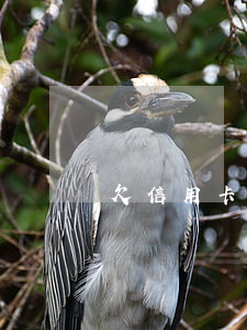 欠信用卡拘留怎么處罰(欠信用卡拘留怎么處罰)
