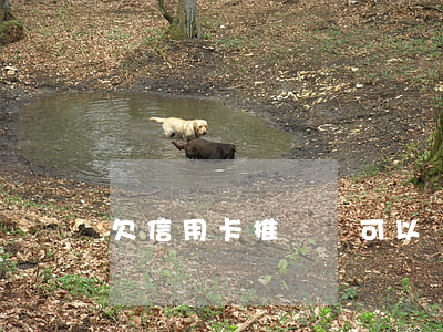 欠信用卡推遲還可以嗎(欠信用卡逾期了)