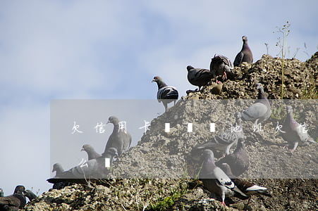 欠信用卡換號碼地址(欠信用卡換號碼地址怎么辦)