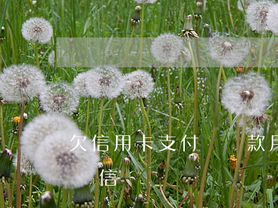 欠信用卡支付寶還款(用支付寶還信用卡會影響信譽嗎)