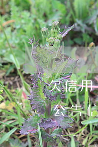 欠信用卡收到立案通知書（欠信用卡收到出庭公告信息）