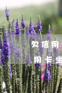 欠信用卡无钱还坐了牢还用还吗-没钱还信用卡坐牢就不用还了吗