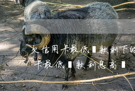 欠信用卡最低還款剩下的有利率嗎-欠信用卡最低還款利息高嗎