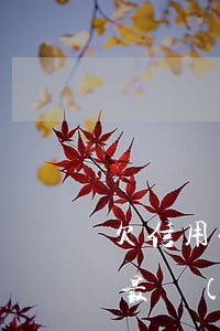 欠信用卡最嚴(yán)重后果-欠信用卡最嚴(yán)重后果是什么